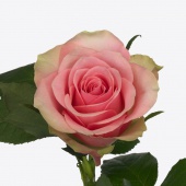 Rosa Belle Rose